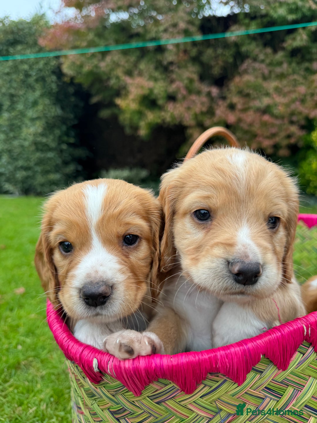 Cocker Spaniel dogs for sale: Stunning Working Cocker Spaniel Puppies - Image 10