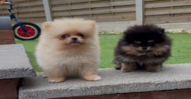 Pomeranian dogs - Advert 1