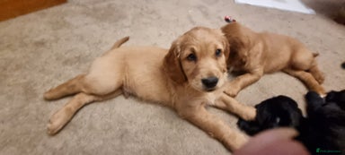 Mixed Breed dogs Ready for our forever homes - Advert 2