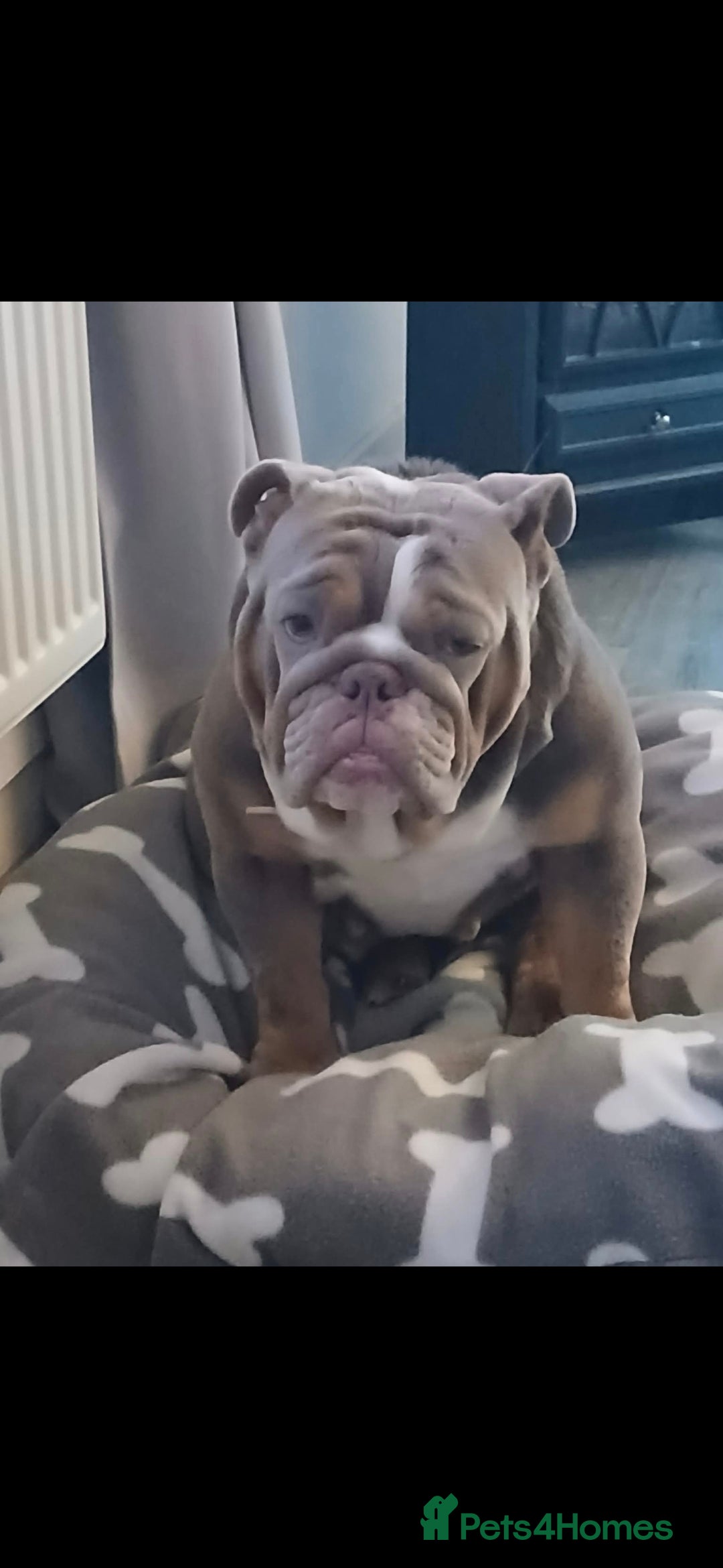 English Bulldog dogs Beautiful English bulldog  - Advert 1