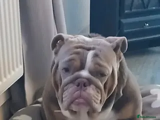 English Bulldog dogs Beautiful English bulldog - Advert 17