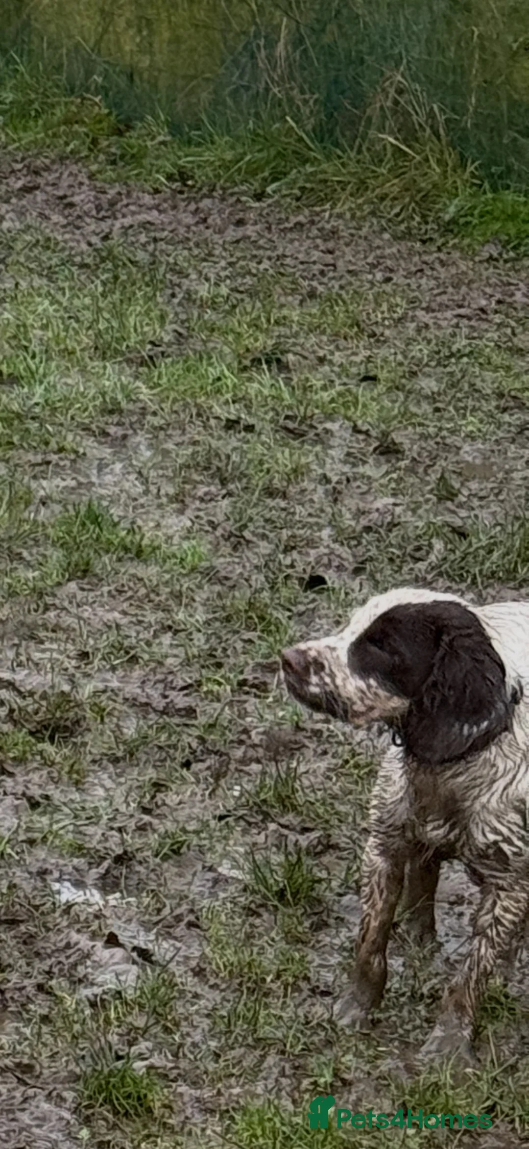 Cocker Spaniel dogs for sale: Beautiful 1 year old male cocker spaniel  - Advert 5