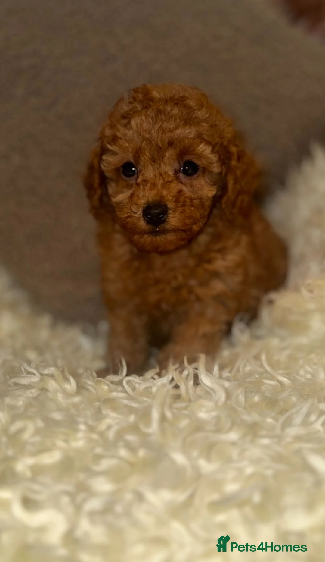 Toy Poodle dogs for sale: ❤️❤️Deep Red Petite KC Toy Poodles❤️❤️ - Advert 10