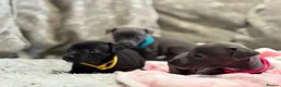 Italian Greyhound dogs for sale: 🏡 KC Italian greyhound puppies for sale 🏡 - Advert 3