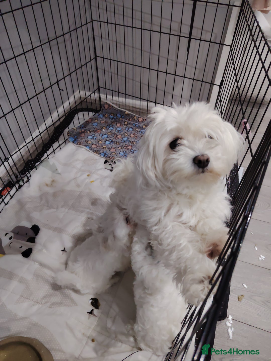 Maltese dogs for sale: Pure Maltese puppies ❤️❤️💙 - Image 14