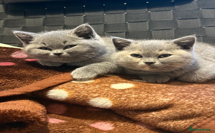 British Shorthair cats - Advert 1