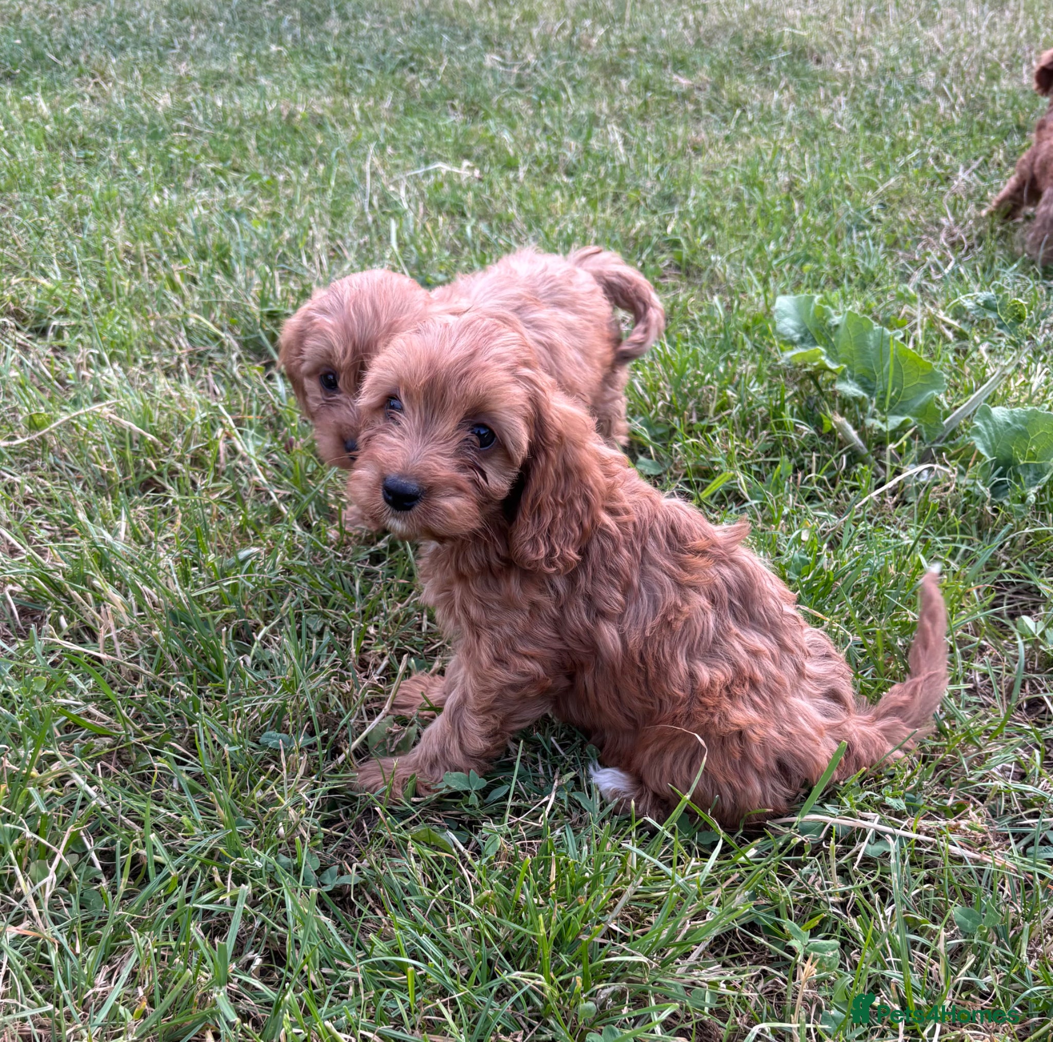Cavapoo dogs for sale: Beautiful red girls and boys available  in Sittingbourne - Advert 15