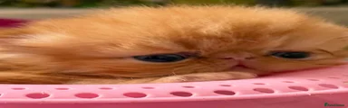 Persian 1