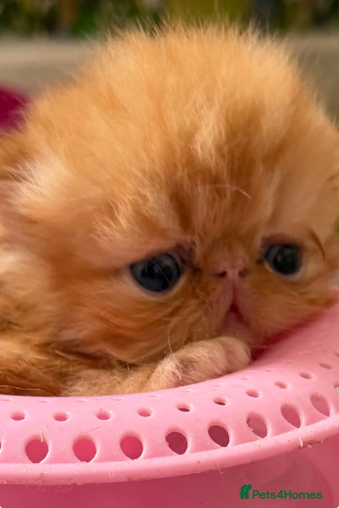 Persian cats for sale: Pedigree Registered Persians  - Advert 1