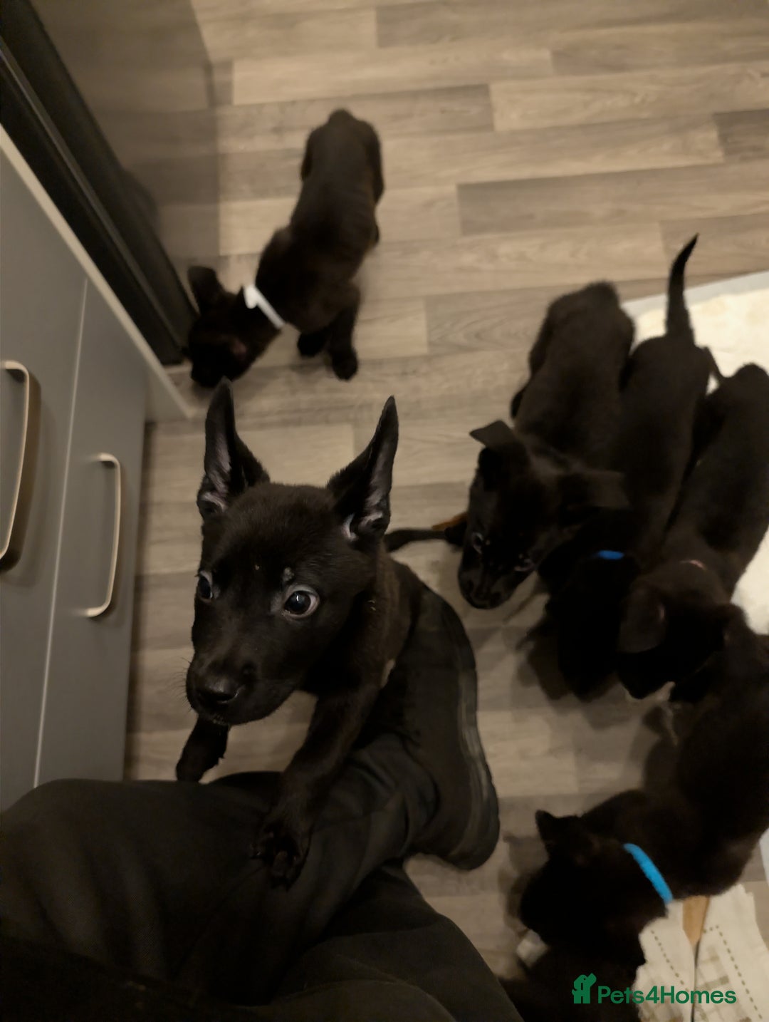 Mixed Breed dogs for sale: German shepherd X cane corso pups for sale  - Advert 9