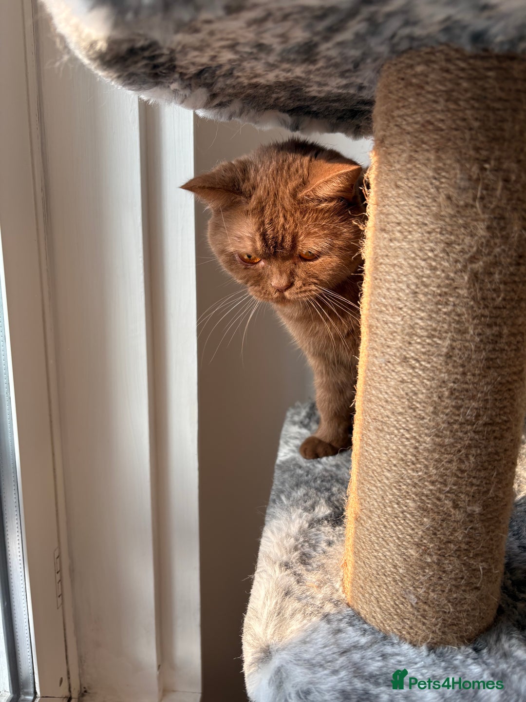 British Shorthair cats for sale: GCCF Active Registered Cinnamon British shorthair  - Advert 6