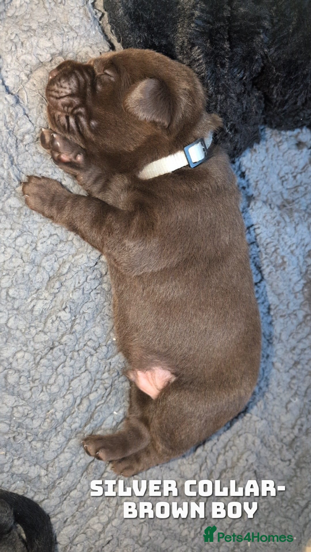 Labrador Retriever dogs for sale: Labrador puppies  - Advert 12