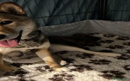 Japanese Shiba Inu dogs for sale: Last Boy - 15 yrs exp Health Checked - Image 14