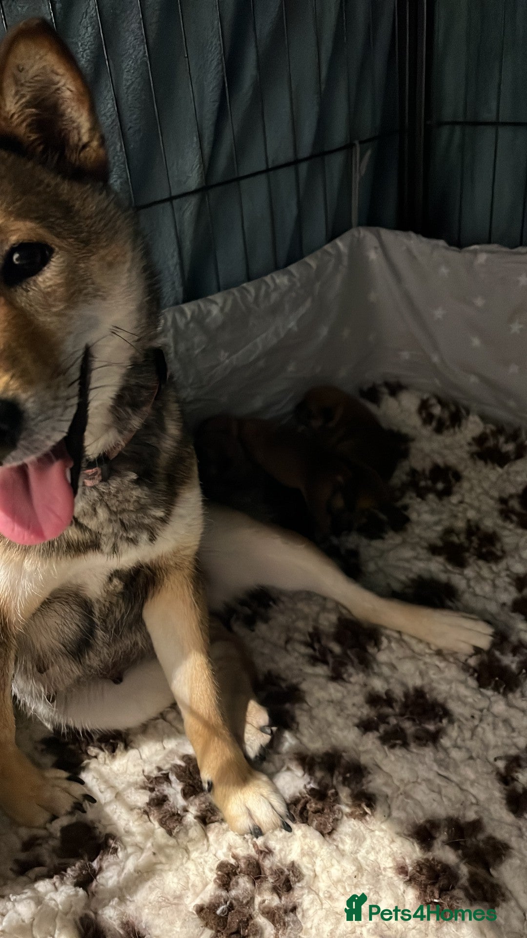 Japanese Shiba Inu dogs for sale: Last Boy - 15 yrs exp Health Checked - Image 14