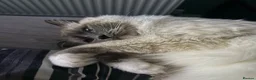 Ragdoll cats for sale: Male Ragdoll - Advert 5