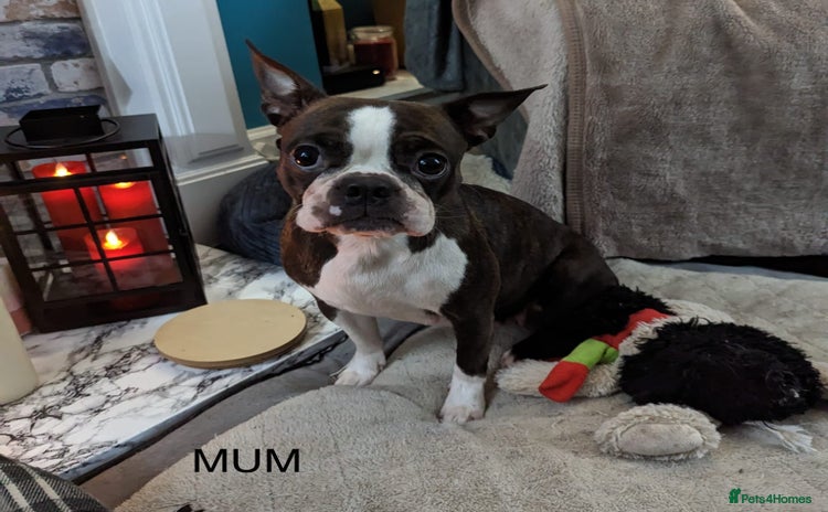 Boston Terrier dogs - Advert 2