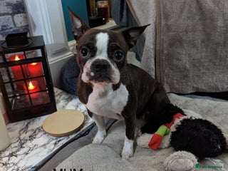 Boston Terrier dogs - Advert 11