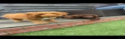 Cockapoo dogs for sale: Sarah - Advert 11