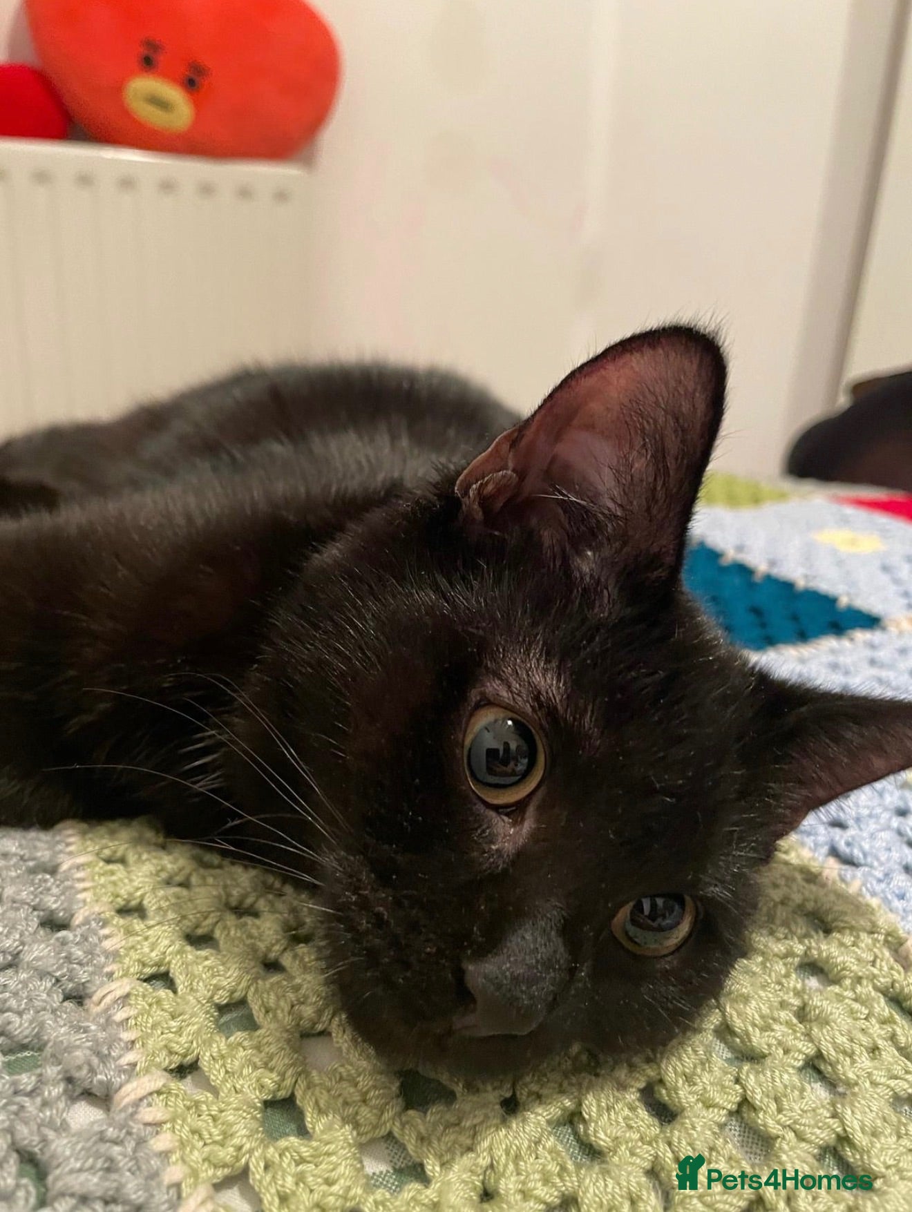 Mixed Breed cats 3 beautiful kittens very to be rehomed! - Advert 1