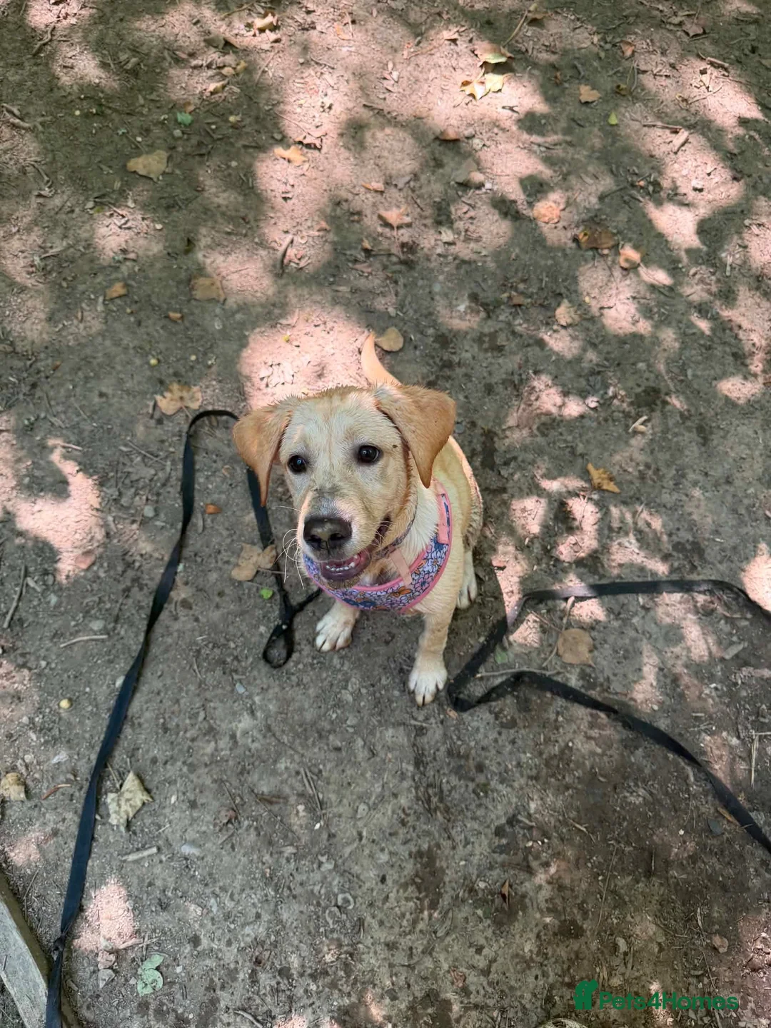 Labrador Retriever dogs for sale: Labrador Pup – Fully Vaccinated & Fully Trained - Advert 2
