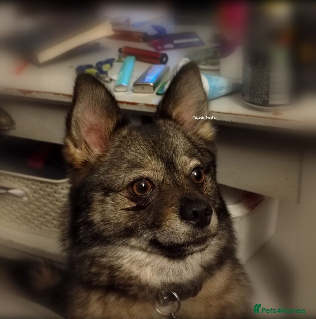 Pomsky dogs for sale: Stunning Pomsky Puppies! Health tested parents.  - Image 9