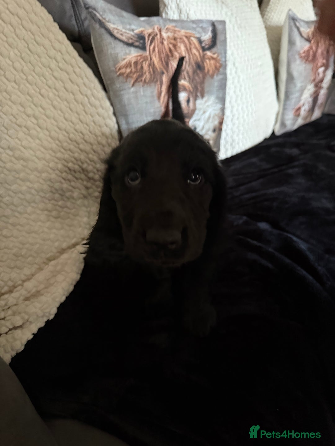 Cocker Spaniel dogs for sale: 10 week old male Cocker Spaniel  - Advert 7