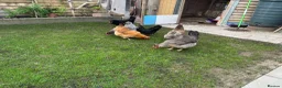 Chickens poultry for sale: Laying hen flock of 6 in Crawley - Advert 3