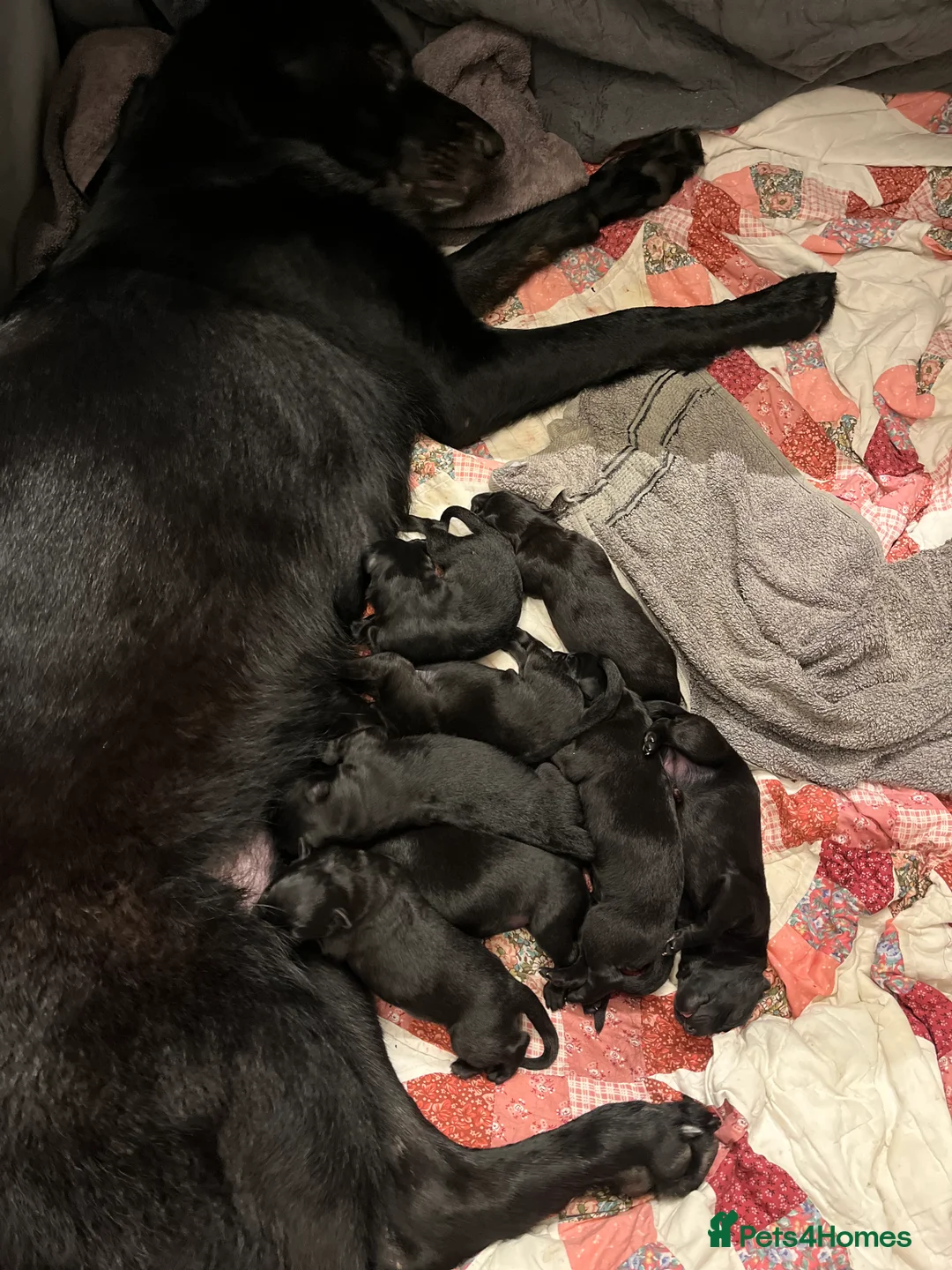 German Shepherd dogs for sale: Solid black German Shepard for sale  - Advert 2