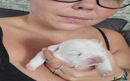 French Bulldog dogs for sale: Female White french bulldog - Image 16