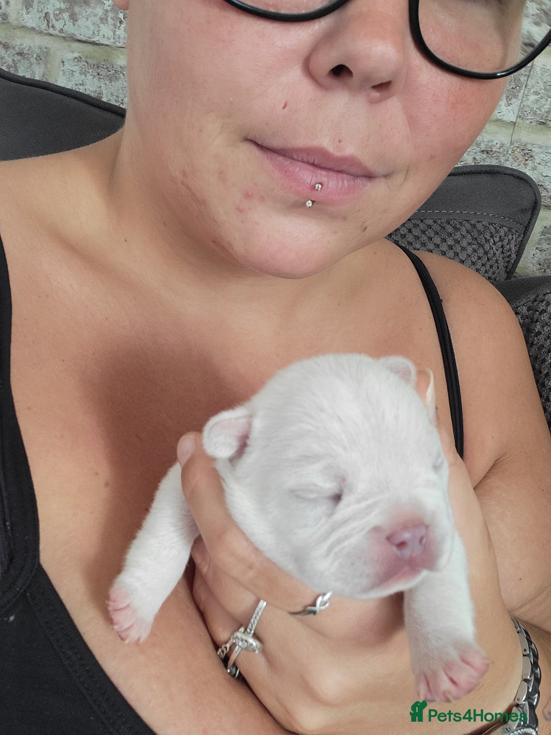 French Bulldog dogs for sale: Female White french bulldog - Image 16