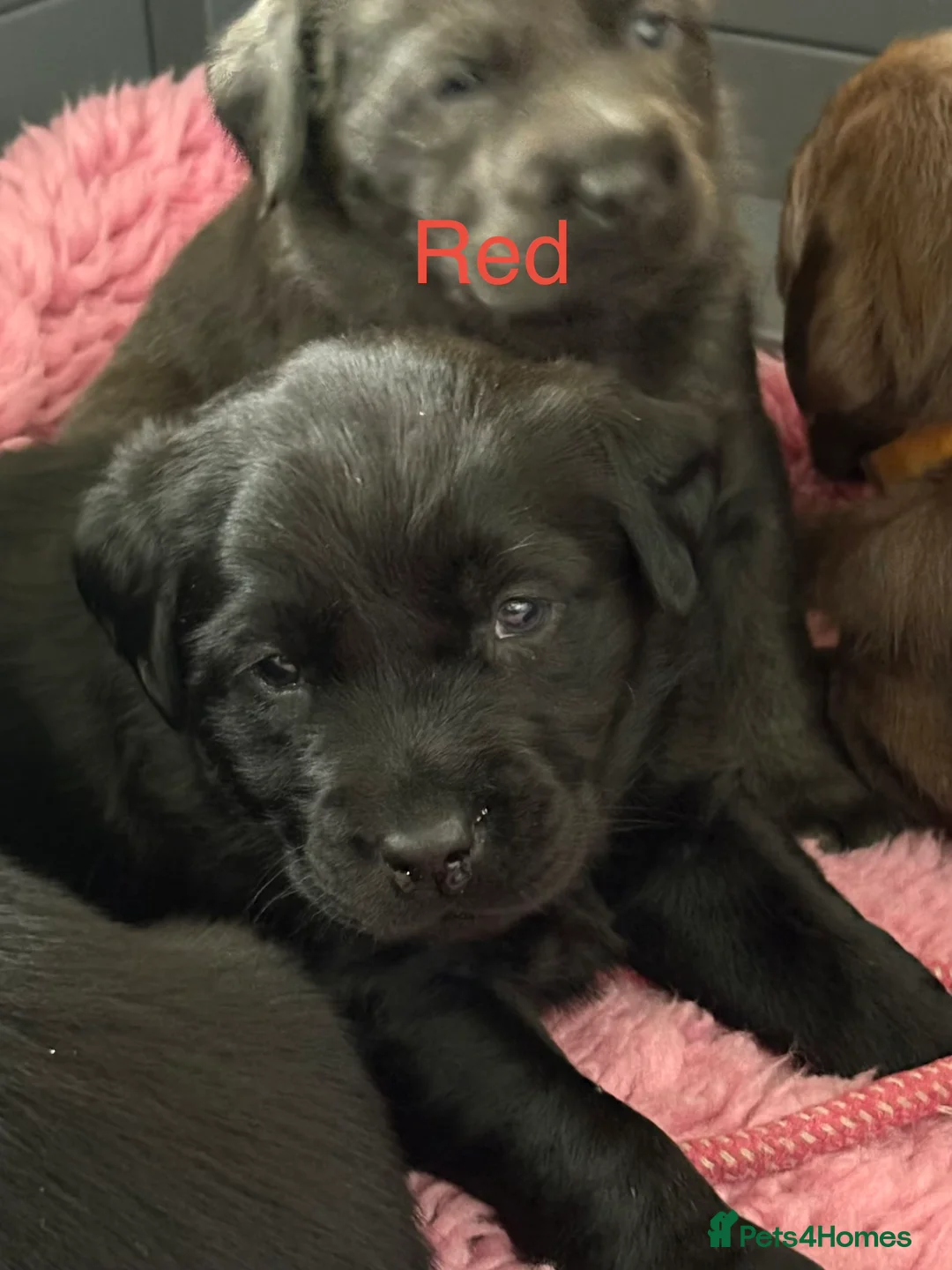 Labrador Retriever dogs for sale: Gorgeous KC, Charcoal, Chocolate and Black Labs - Advert 23