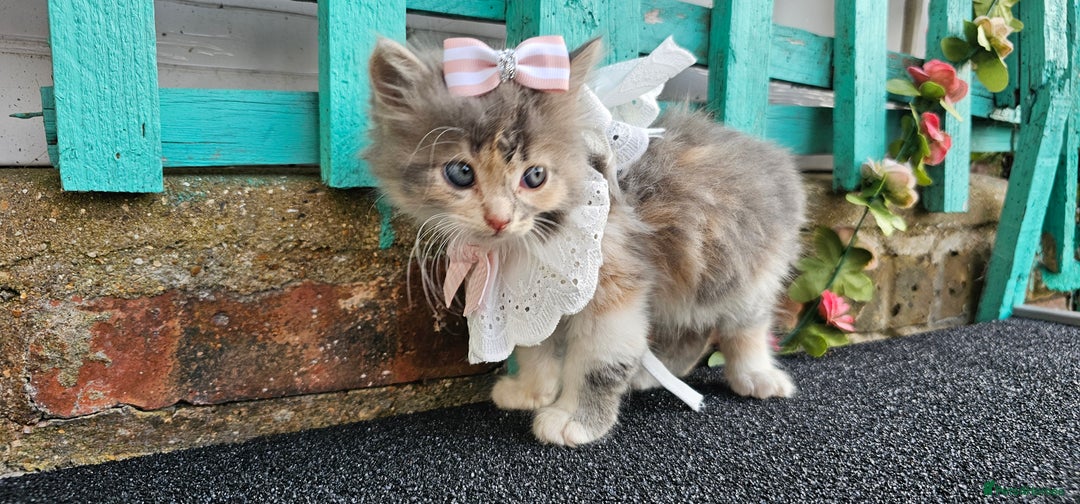 British Longhair cats for sale: Famle - Image 5
