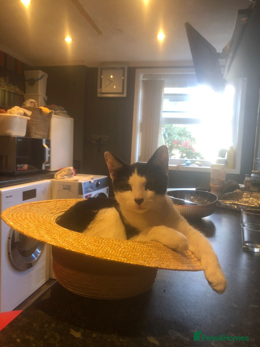 Mixed Breed cats for sale: 2 brothers - Image 3