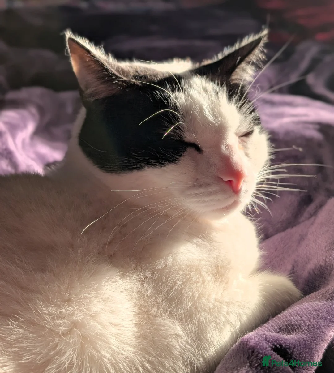 British Shorthair cats for sale: Rehome Cat - Advert 5