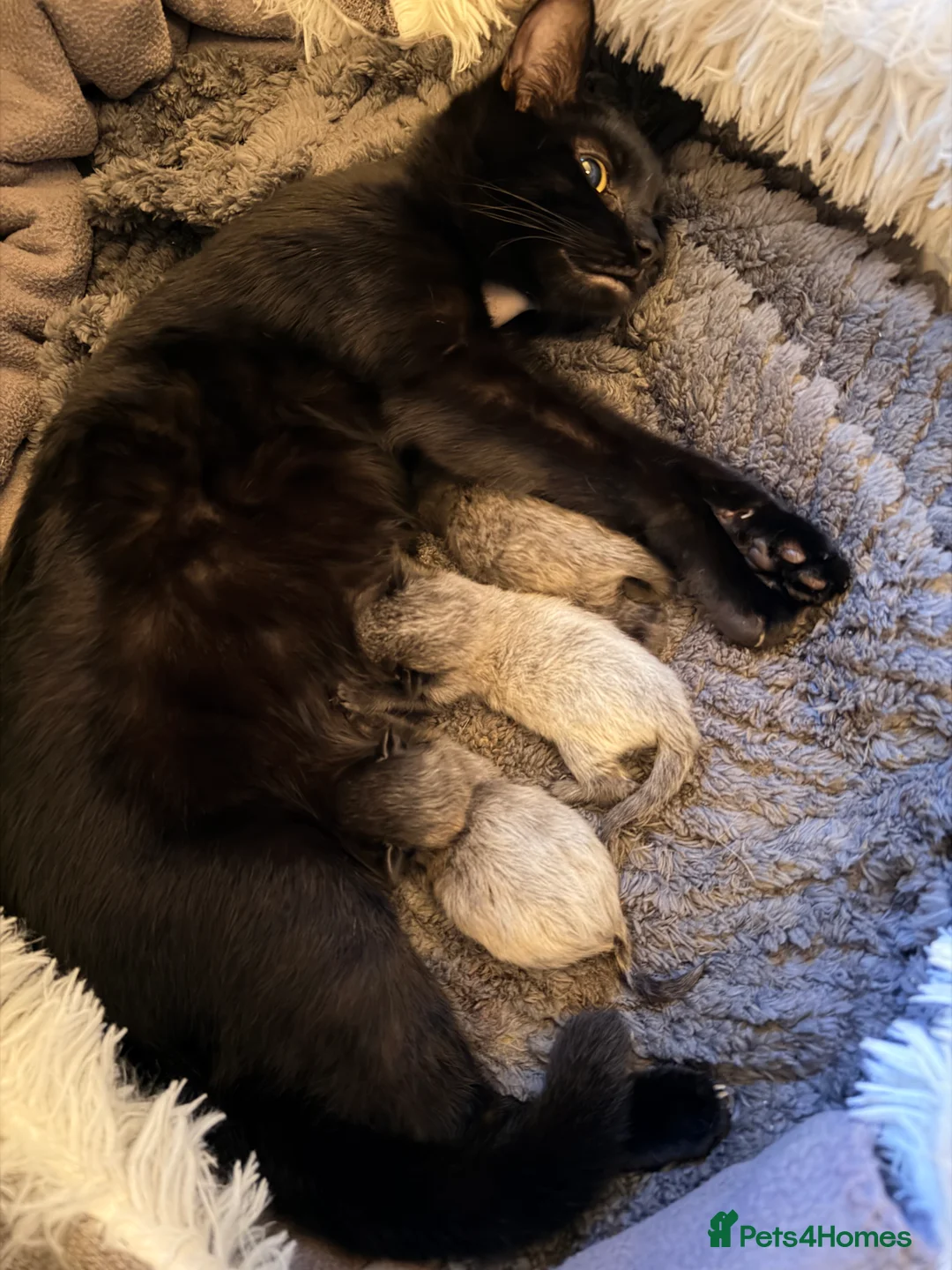 Mixed Breed cats for sale: Mixed Breed Kittens in Hinckley - Advert 2