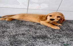 Cocker Spaniel dogs for sale: 6 stunning show type cocker spaniels  - Image 1
