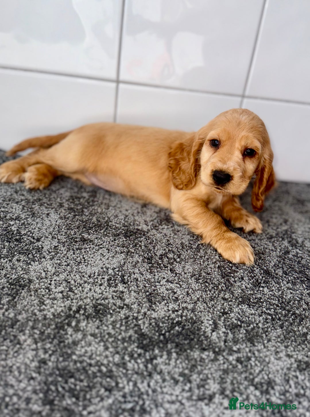 Cocker Spaniel dogs for sale: 6 stunning show type cocker spaniels  - Image 1