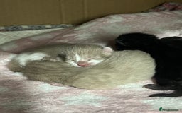 Ragdoll cats for sale: Ragdoll kittens £600-£1,000 - Image 3