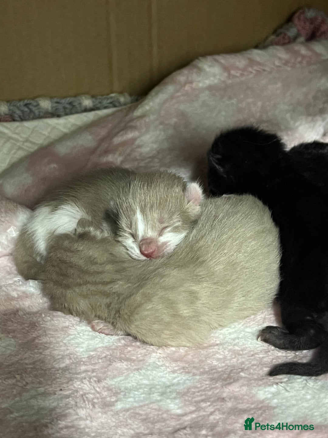 Ragdoll cats for sale: Ragdoll kittens £600-£1,000 - Image 3