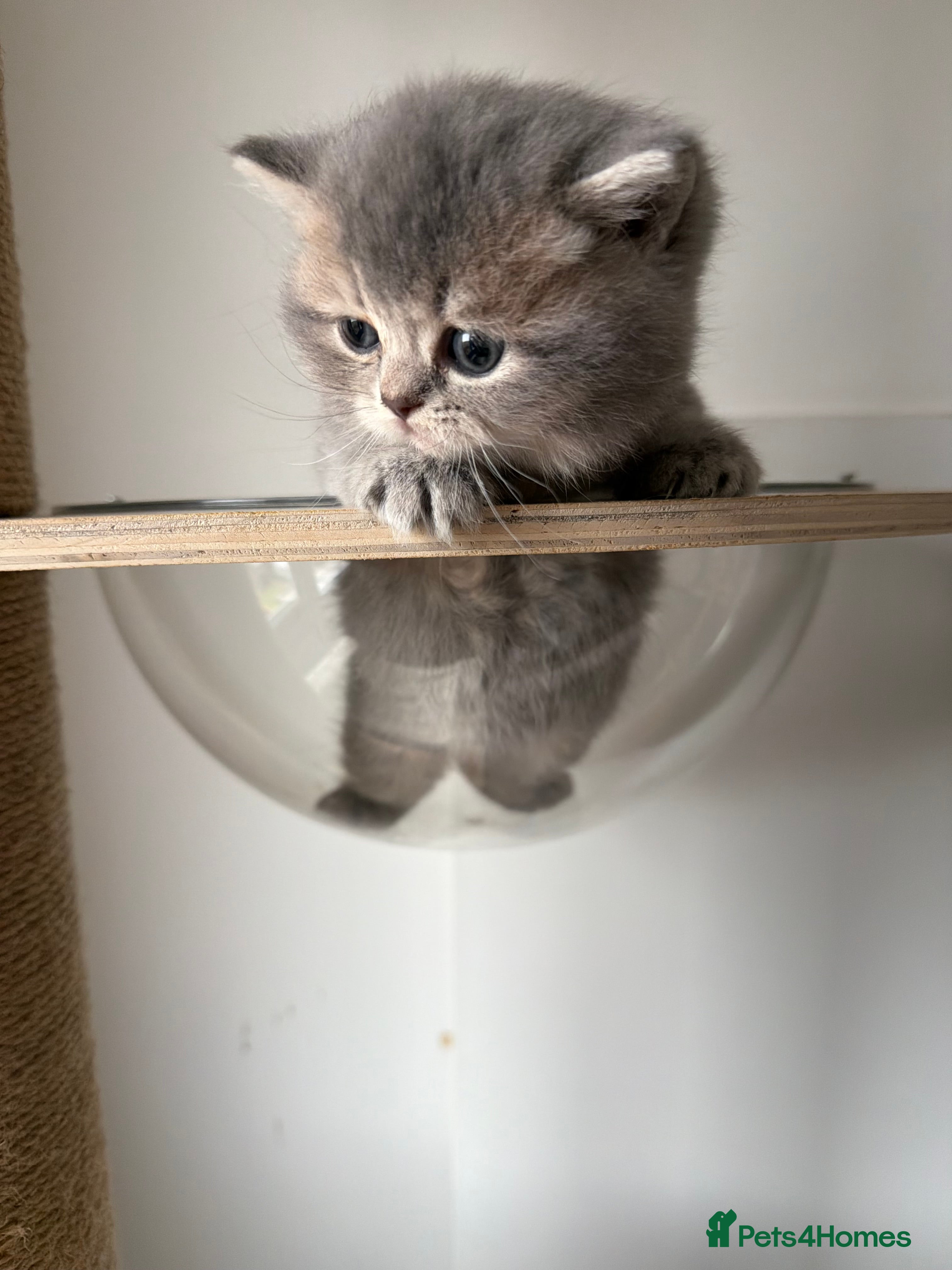 Scottish Fold cats Gorgeous Scottish Fold/Straigt Kittens 🥇 - Advert 10
