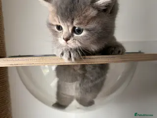 Scottish Fold cats Gorgeous Scottish Fold/Straigt Kittens 🥇 - Advert 10