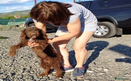 Lagotto Romagnolo dogs for adoption: DOMINO, a superb Lagotto Boy - for a Loving Home in Nottingham - Image 1