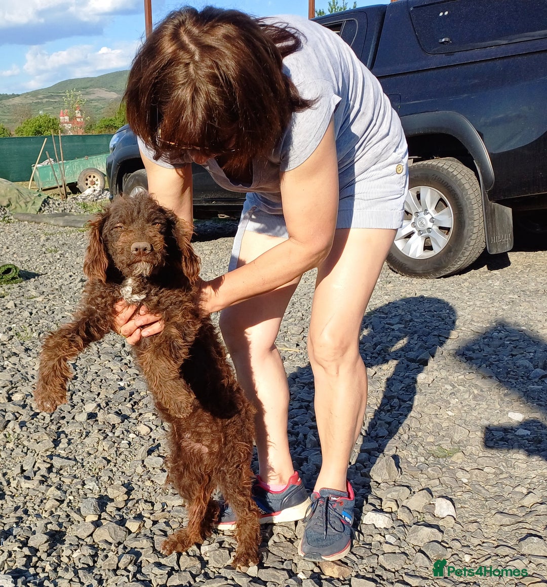 Lagotto Romagnolo dogs for adoption: DOMINO, a superb Lagotto Boy - for a Loving Home in Nottingham - Image 1