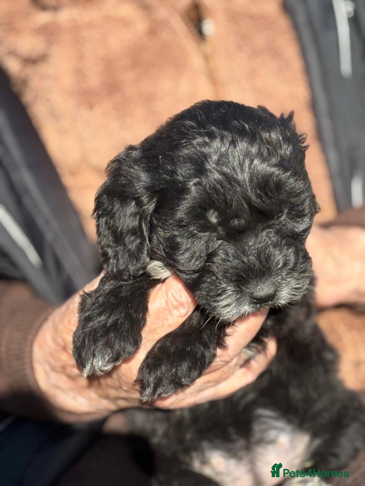 Cockapoo dogs Cockapoo puppies  - Advert 4