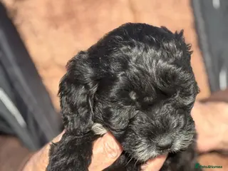 Cockapoo dogs Cockapoo puppies - Advert 4