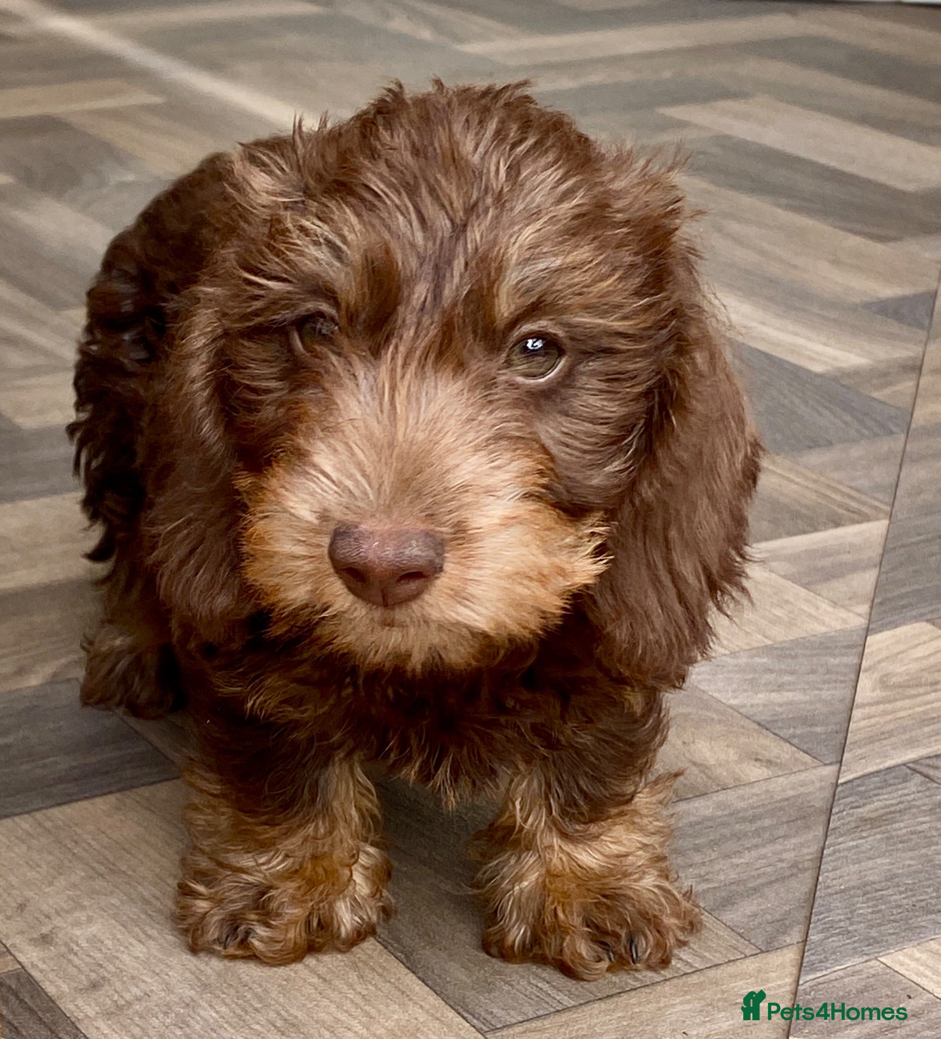 Miniature Dachshund dogs KC Mini wirehaired dachshund - Advert 2