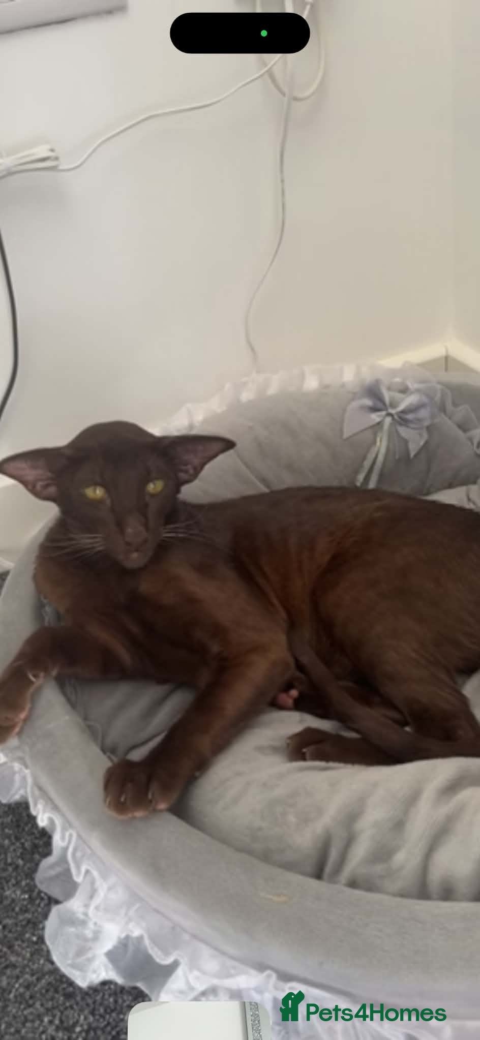 Oriental cats Havana brown oriental shorthair Girl  - Advert 11