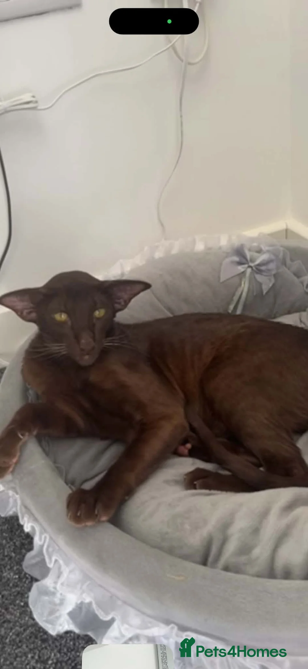 Oriental cats for sale: Havana brown oriental shorthair Girl  - Advert 1