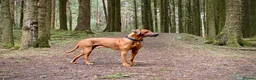 Rhodesian Ridgeback dogs for stud: Proven KC Reg Fully Health Tested RR for Stud in Bolton - Advert 3