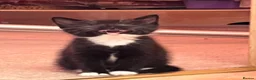 Mixed Breed cats for sale: 🐾 4 Male Kittens Looking for Loving Homes 🐾  - Advert 18
